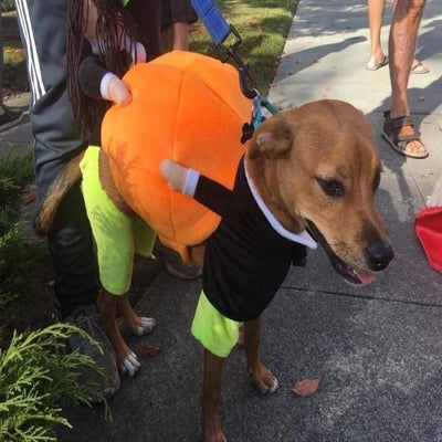 Pet Pumpkin Halloween Costume