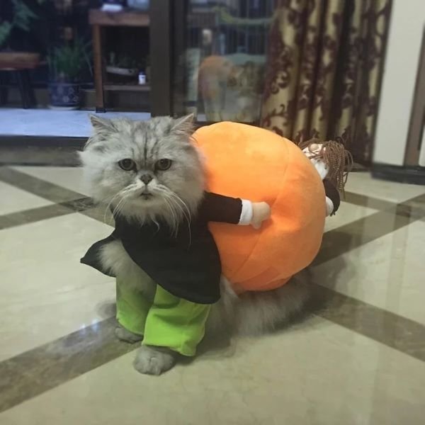Pet Pumpkin Halloween Costume