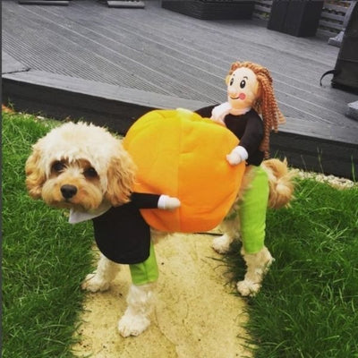 Pet Pumpkin Halloween Costume